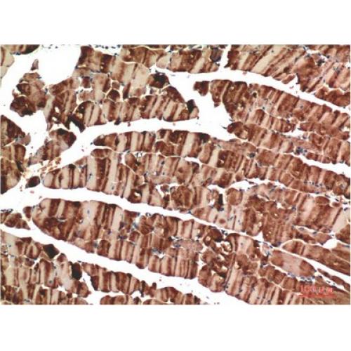 Muscle actin Mouse Monoclonal Antibody4G10