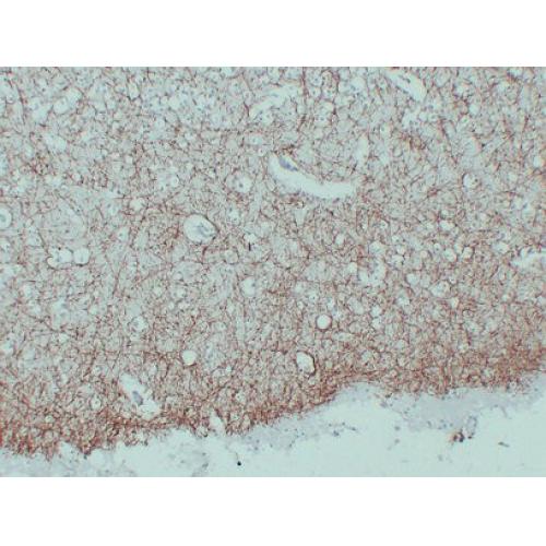 Myelin Basic Protein Monoclonal Antibody PT0183