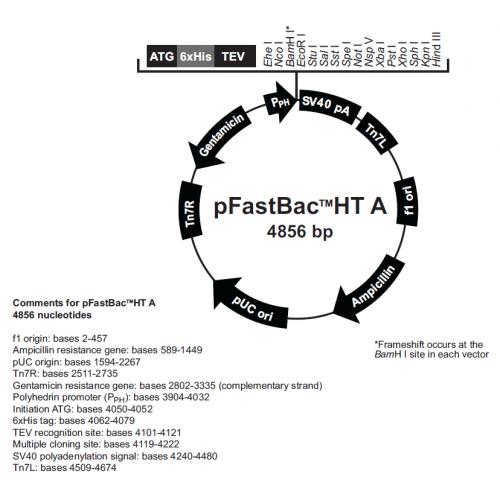 pFastBacHT A