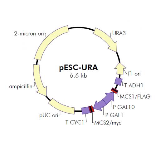 pESC-URA