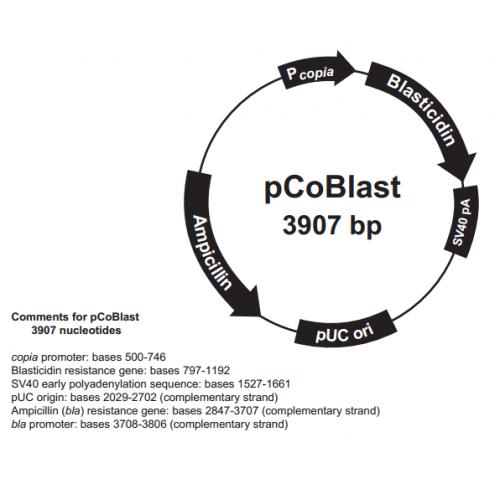 pCoBlast