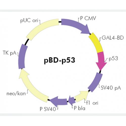 pBD-p53