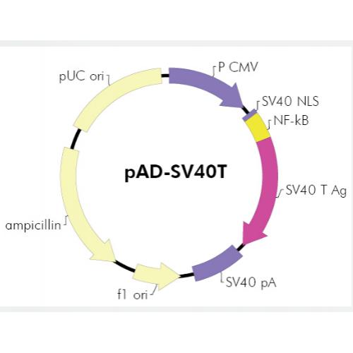 pAD-SV40T