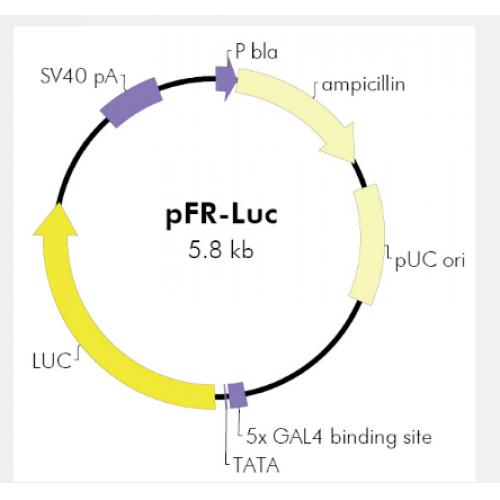 pFR-luc