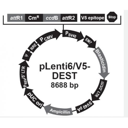 pLenti6/V5-DEST