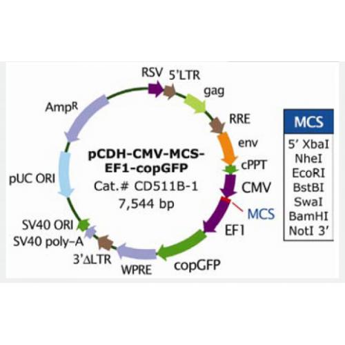 pCDH-CMV-MCS-EF1-copGFP