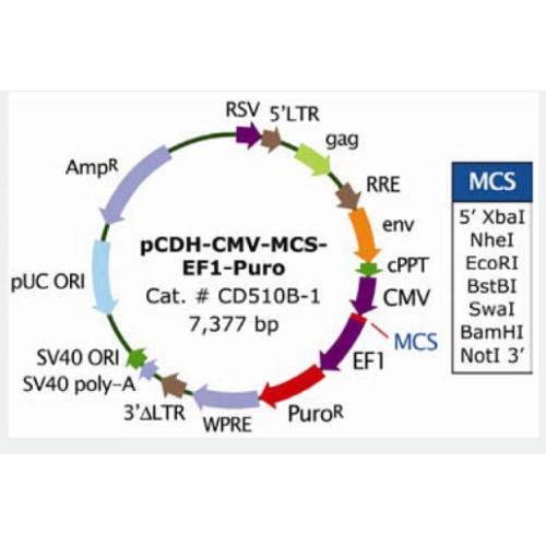 pCDH-CMV-MCS-EF1-puro