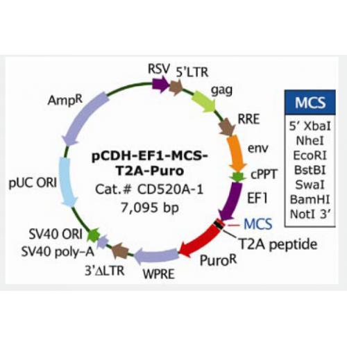 pCDH-EF1-MCS-T2A-Puro