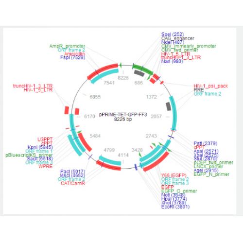 pPRIME-TET-GFP-FF3