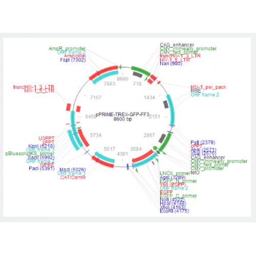 pPRIME-TREX-GFP-FF3