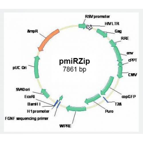 pmiRZip anti-microRNA