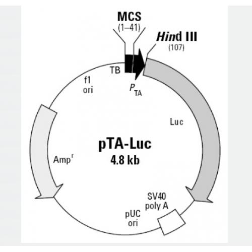 pTA-Luc