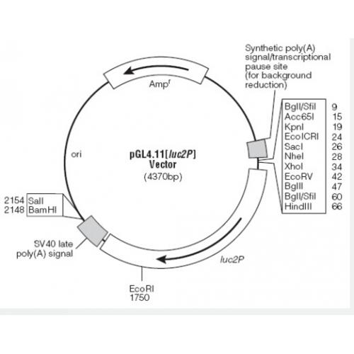 pGL4.11[luc2P] 载体