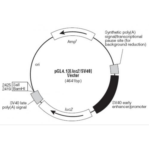 pGL4.13[luc2/SV40] 载体
