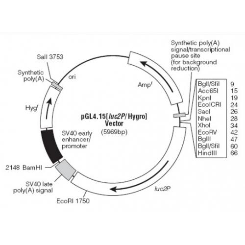 pGL4.15[luc2P/Hygro] 载体