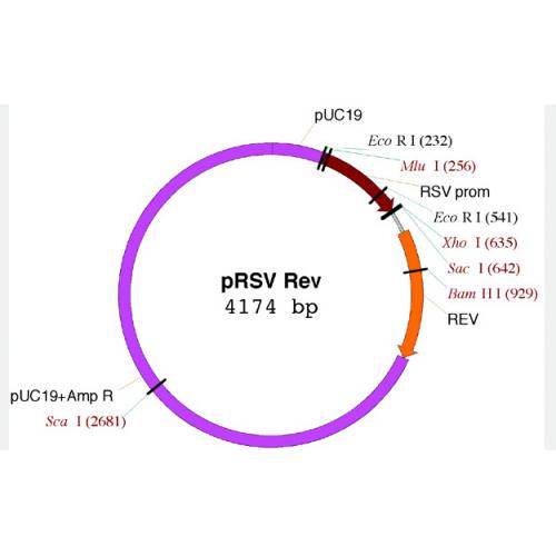 pRSV-Rev