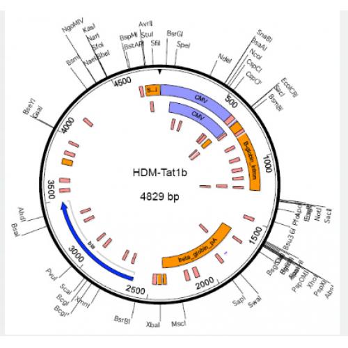 HDM-Tat1b