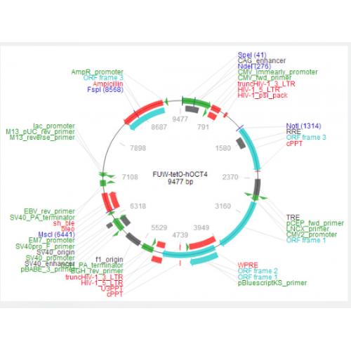 FUW-tetO-hOCT4