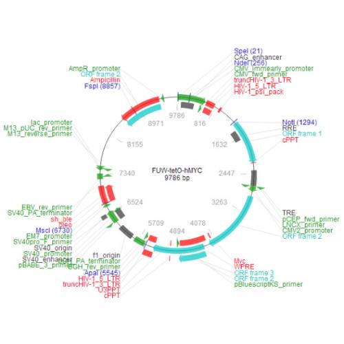 FUW-tetO-hMYC