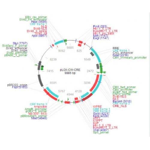 pLOX-CW-CRE