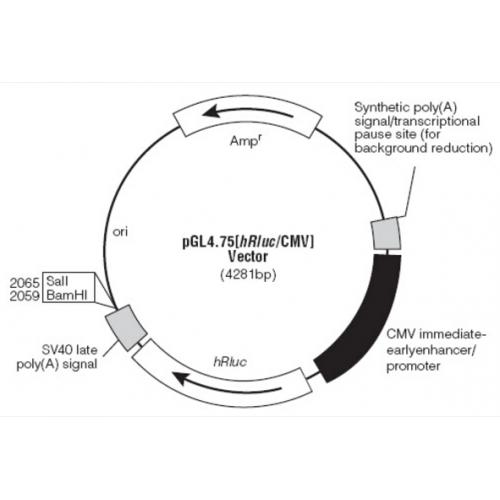 pGL4.75[hRluc/CMV] 载体