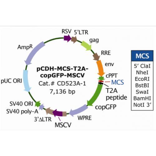 pCDH-MCS-T2A-copGFP-MSCV