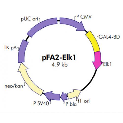 pFA2-Elk1