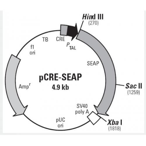 pCRE-SEAP