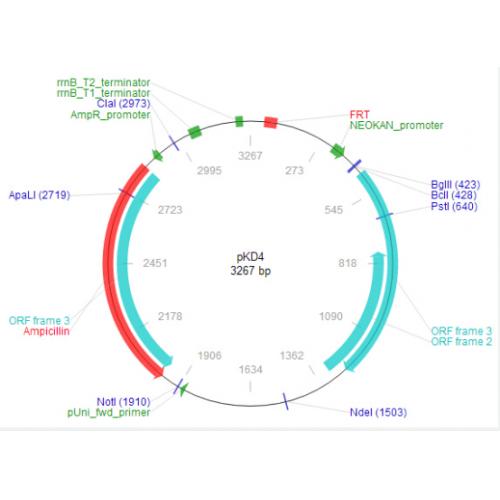 pKD4