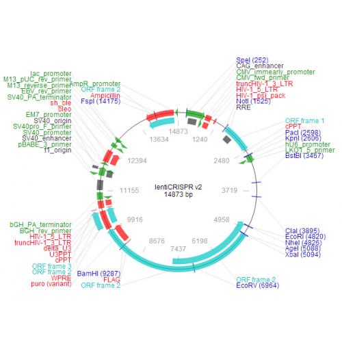 lentiCRISPR v2