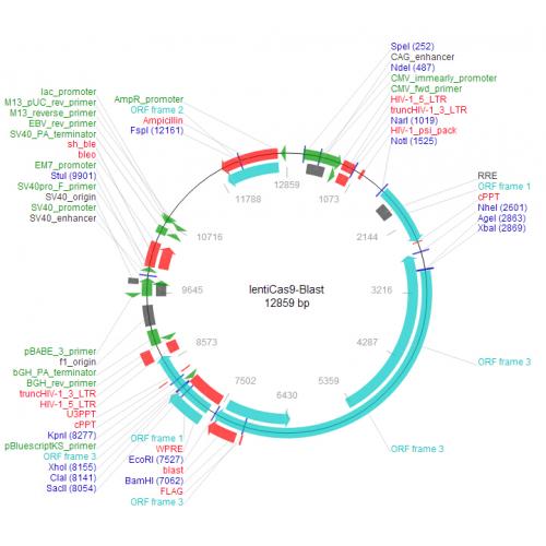 lentiCas9-Blast