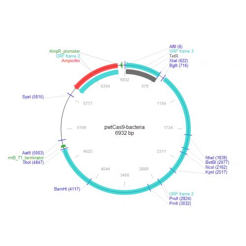 pwtCas9-bacteria