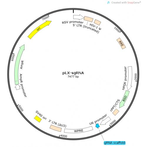 pLX-sgRNA