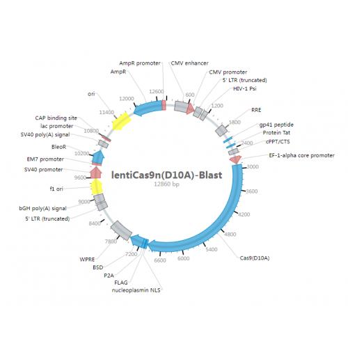 lentiCas9nD10A-Blast