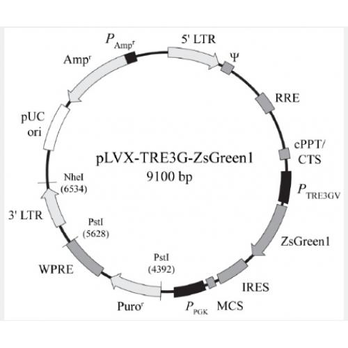 pLVX-TRE3G-ZsGreen1