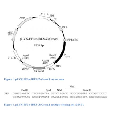 pLVX-EF1α-IRES-ZsGreen1