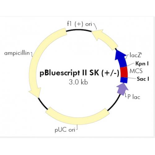 pBluescript II SK+