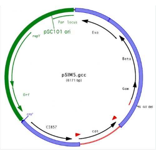 pSIM5
