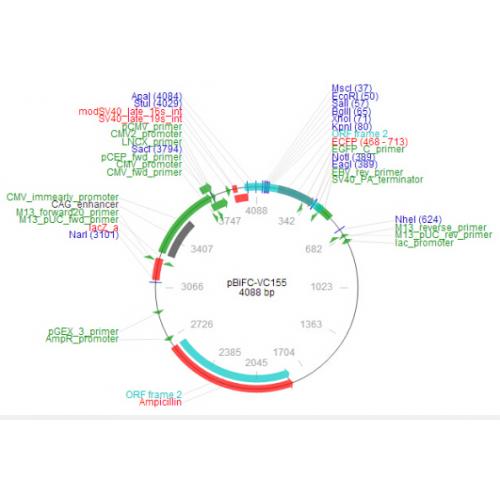 pBiFC-VC155