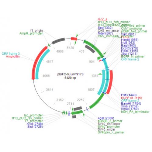 pBiFC-bJunVN173