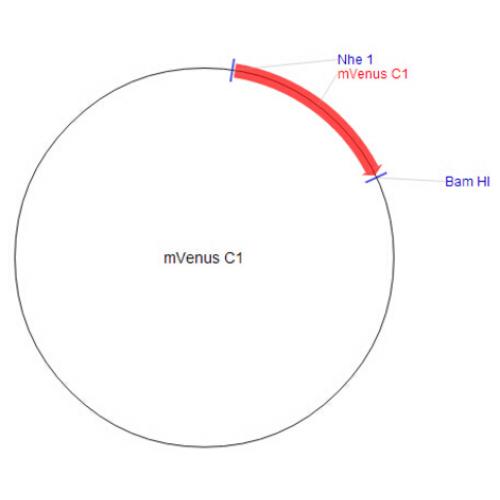 mVenus-C1