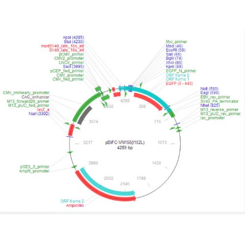 pBiFC-VN155I152L