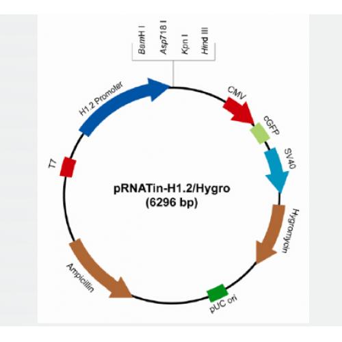 pRNATin-H1.2/Hygro