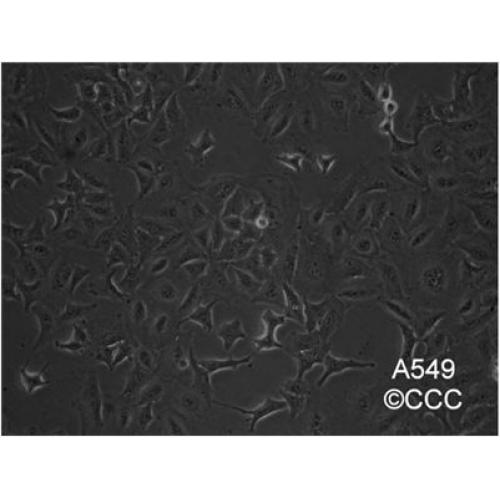 A549 人非小细胞肺癌细胞