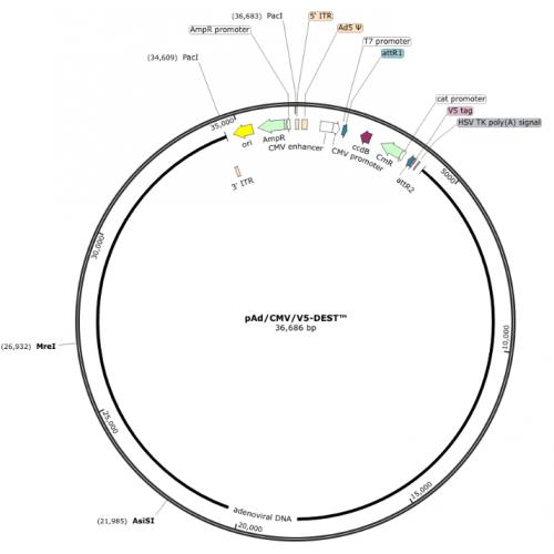 pAd/CMV/V5-DEST