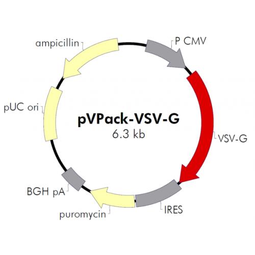 pVpack-VSV-G