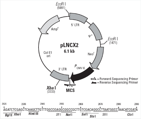 pLNCX2