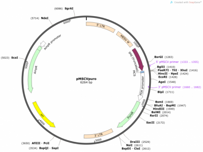 pMSCV puro