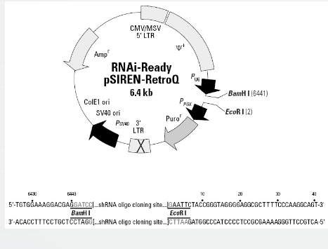 RNAi-Ready pSIREN-RetroQ