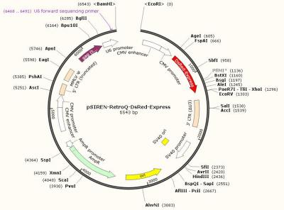 RNAi-Ready pSIREN-RetroQ-DsRed-Express